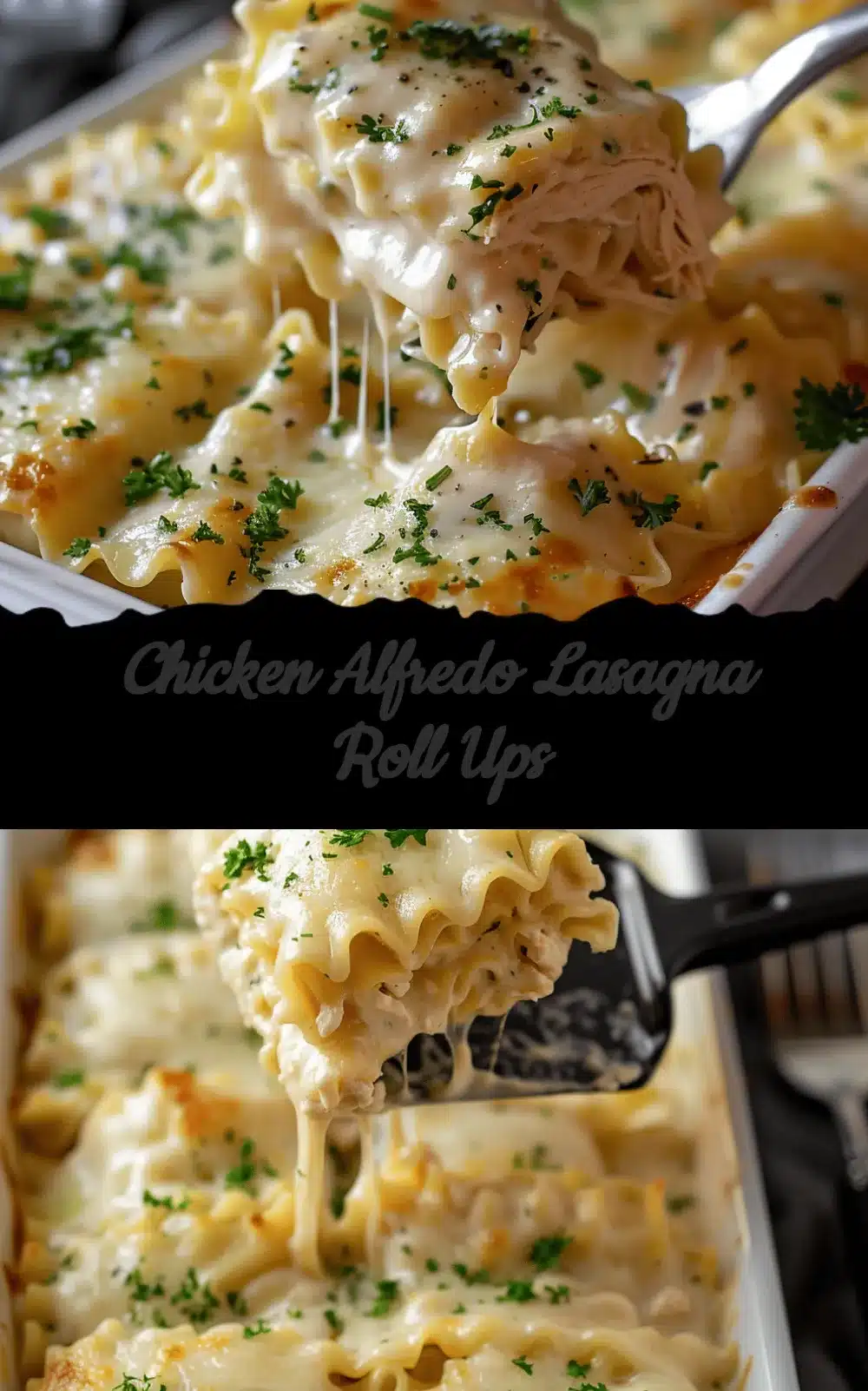 chicken alfredo lasagna roll ups recipe